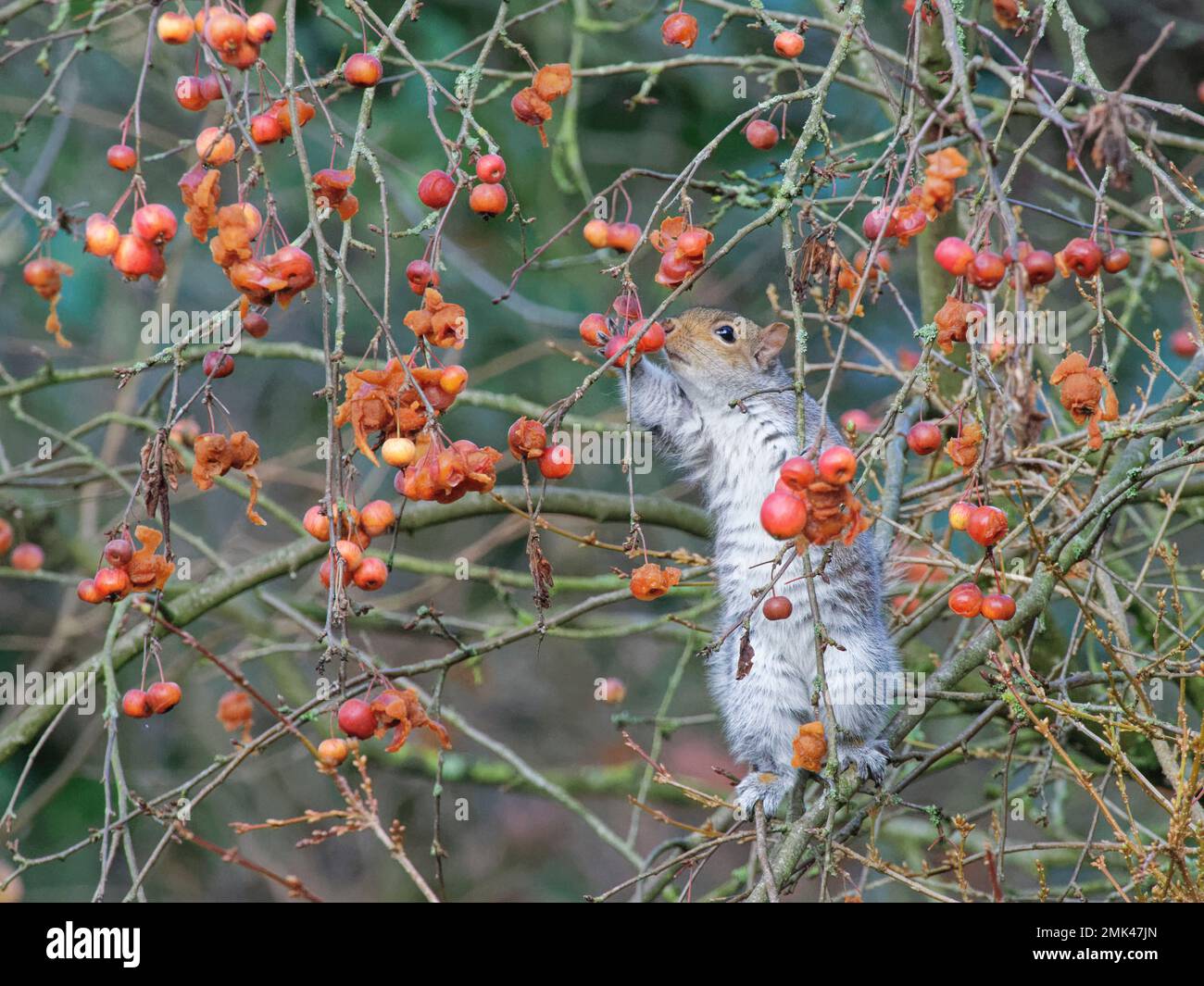 Grey squirrel (Sciurus carolinensis) grasping and sniffing Crab apples (Malus sylvestris) to check if if they are ripe for eating, Wiltshire garden, U Stock Photo