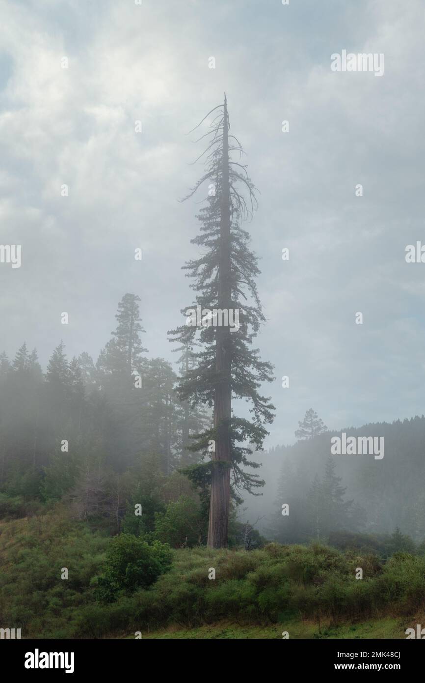 Single Coastal Redwood Tree in the Fog Stock Photo - Alamy