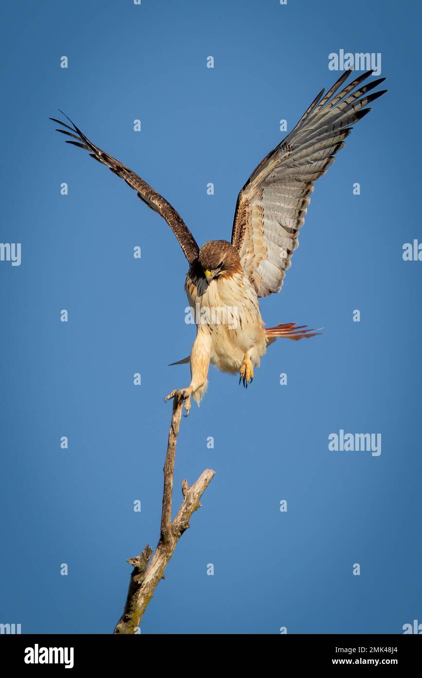 Red-tailed hawk in flight Stock Photo - Alamy