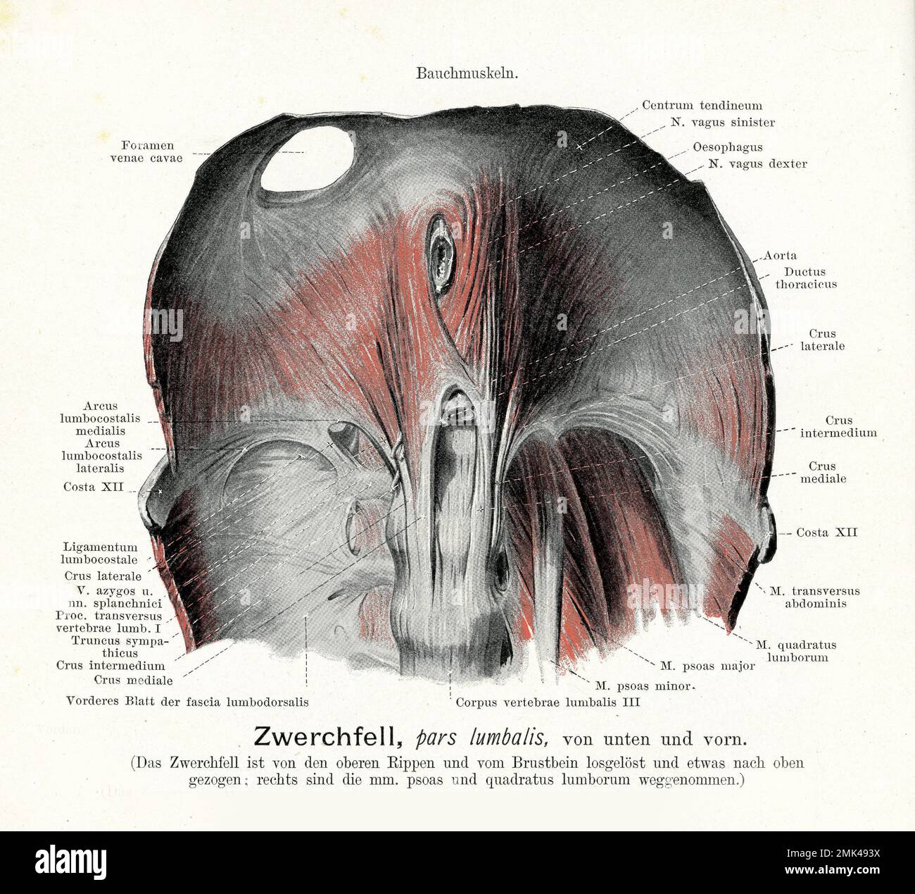 Crus of diaphragm hi-res stock photography and images - Alamy, image size:1300x1269