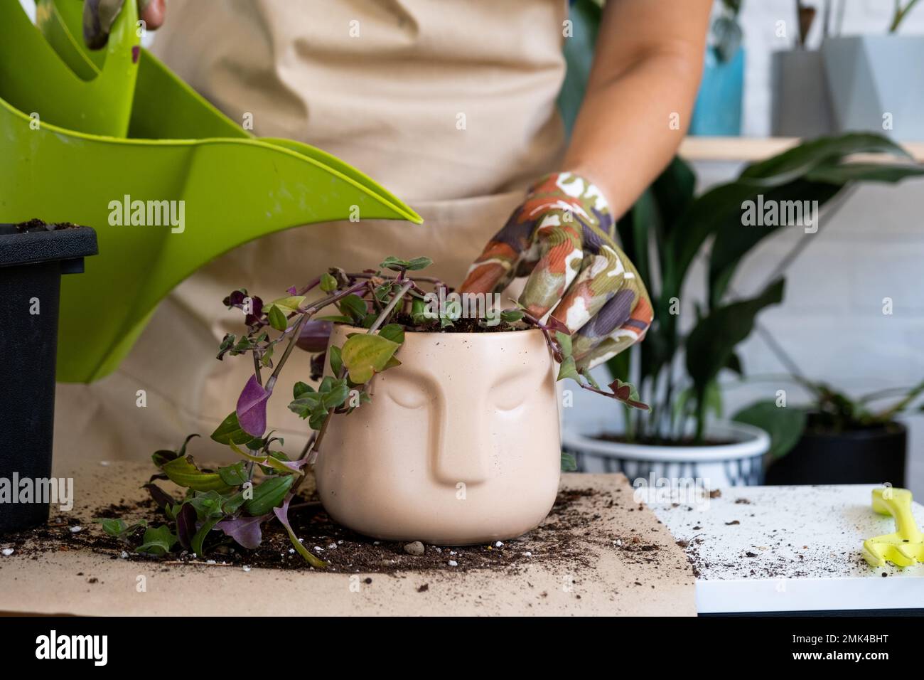 Transplanting a home plant into a new pot. Replanting philodendron, exotic plants, Caring and reproduction for a potted plant, hands close-up Stock Photo