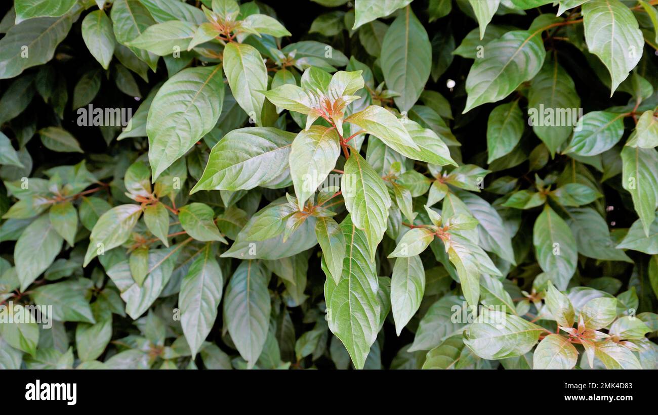 Closeup of fresh lush leaves of Hamelia patens also known as Fire bush, Redhead, Scarletbush, Scarlet Bush etc Stock Photo