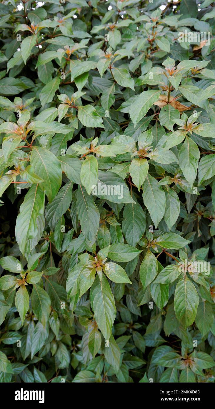 Closeup of fresh lush leaves of Hamelia patens also known as Fire bush, Redhead, Scarletbush, Scarlet Bush etc Stock Photo