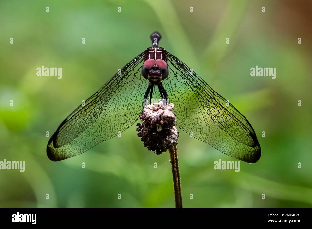 Widow skimmer dragonfly on a branch hi-res stock photography and images ...