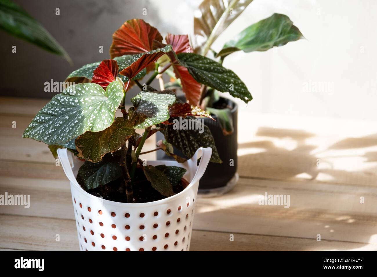 Home potted plant begonia decorative deciduous in the interior of the house. Hobbies in growing, caring for plants, greenhome, gardening at home. Stock Photo