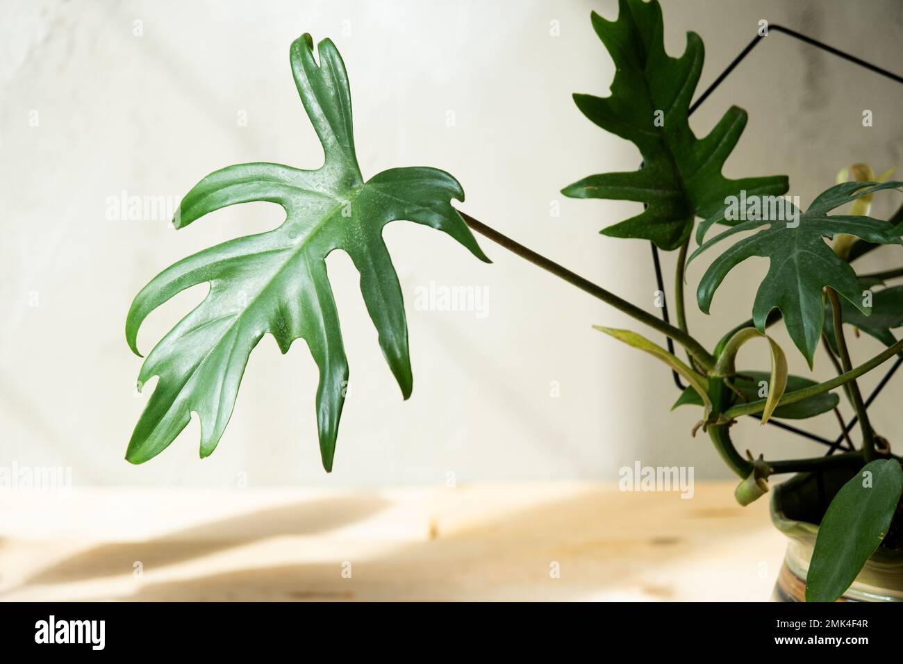 Philodendron Mayo in the interior of the house. Carved leaves of a