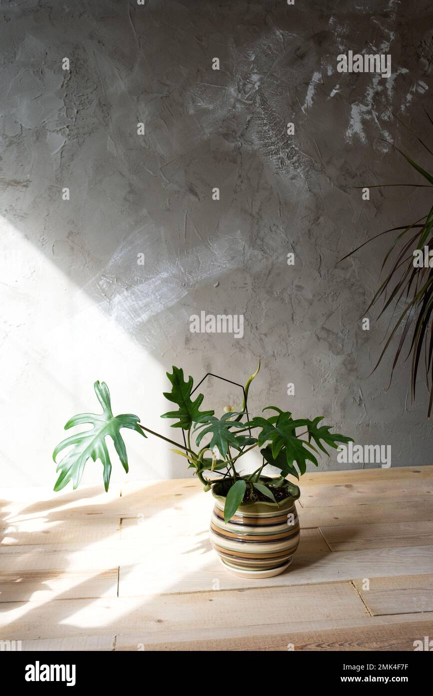 Philodendron Mayo in the interior of the house. Carved leaves of a