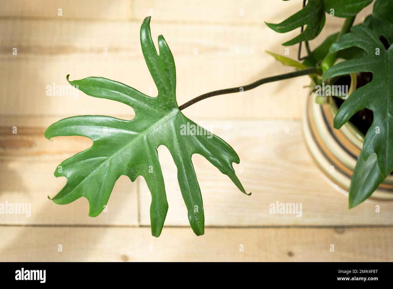 Philodendron Mayo in the interior of the house. Carved leaves of a