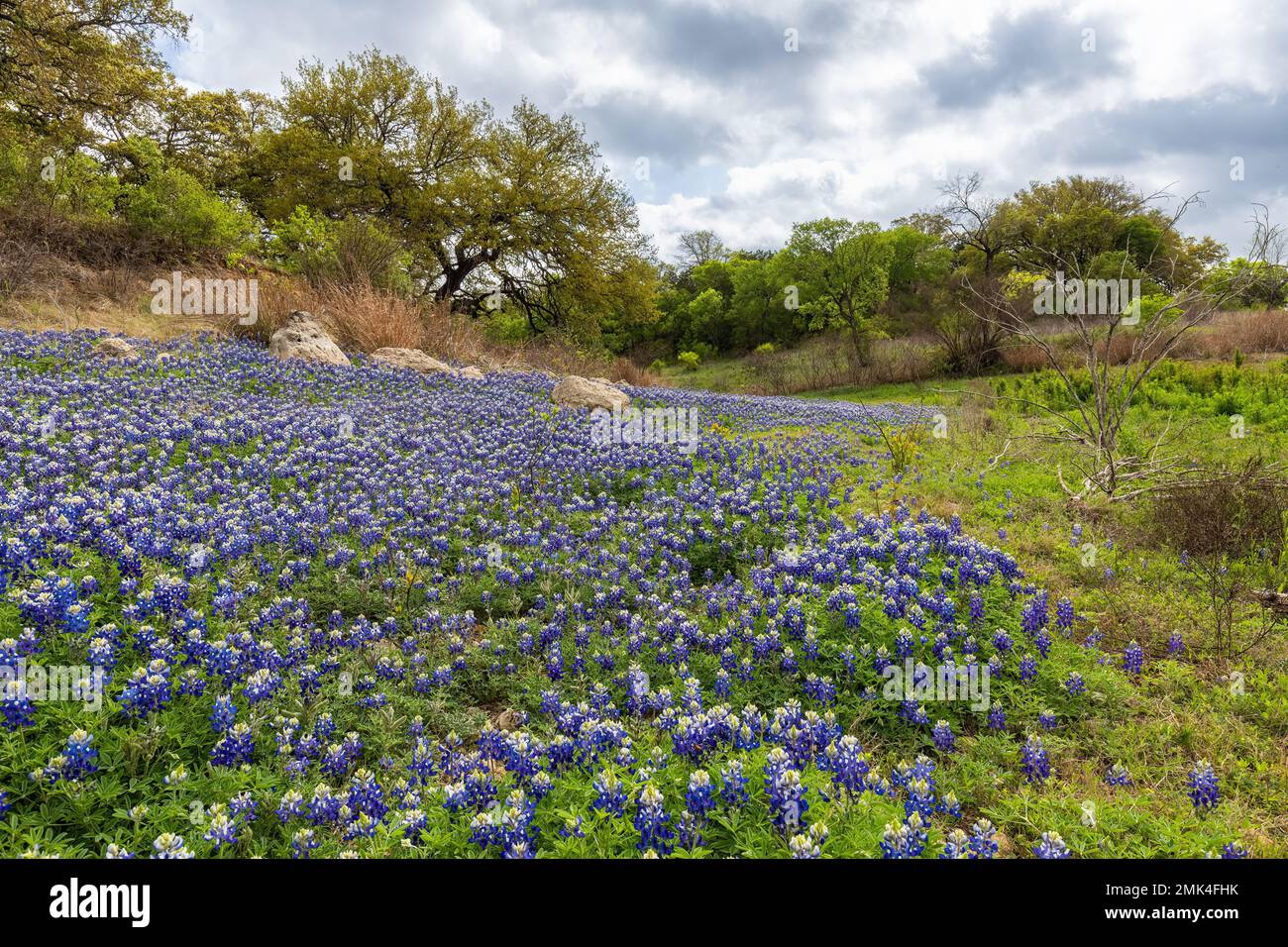 Texas wildflowers hi-res stock photography and images - Alamy