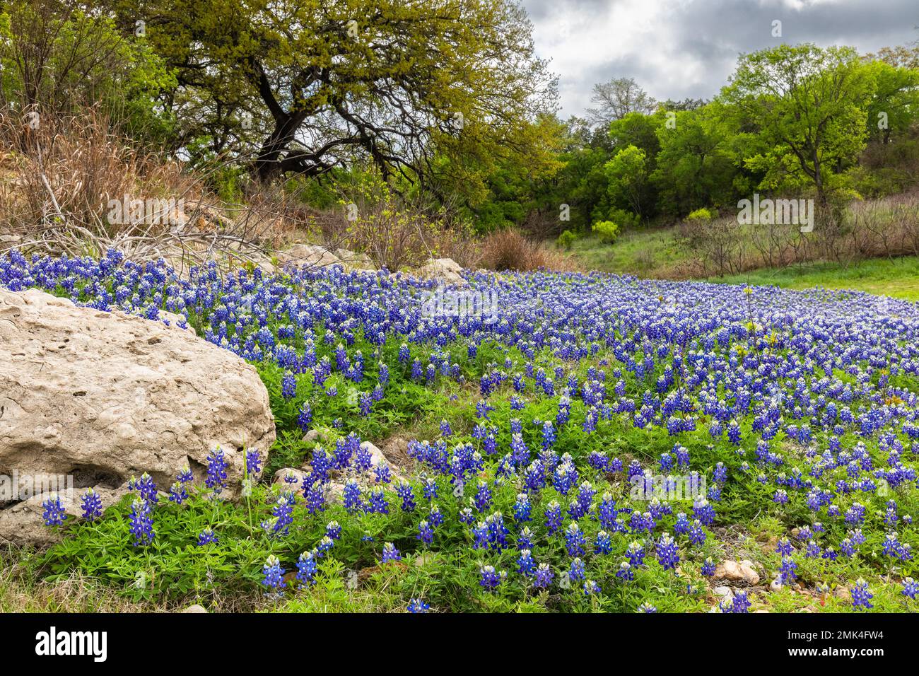 Texas wildflowers yellow and blue Stock Photo - Alamy