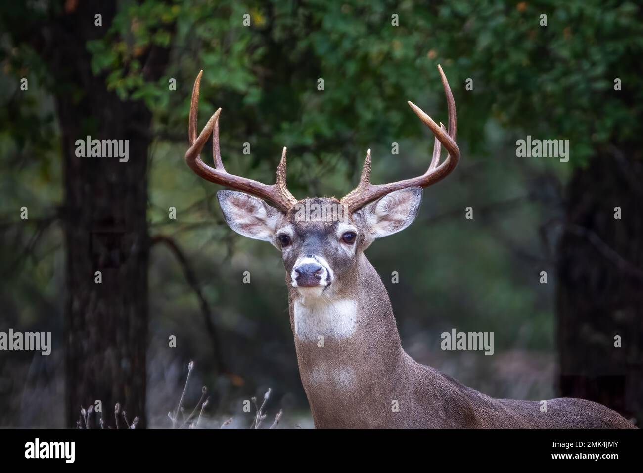 Whitetail buck with antlers in Texas Stock Photo Alamy