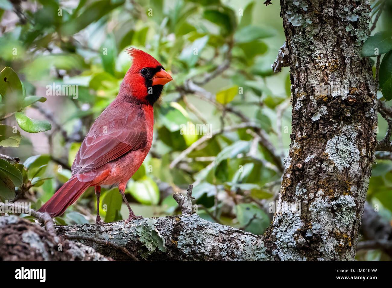 Cardinal resting hi-res stock photography and images - Alamy