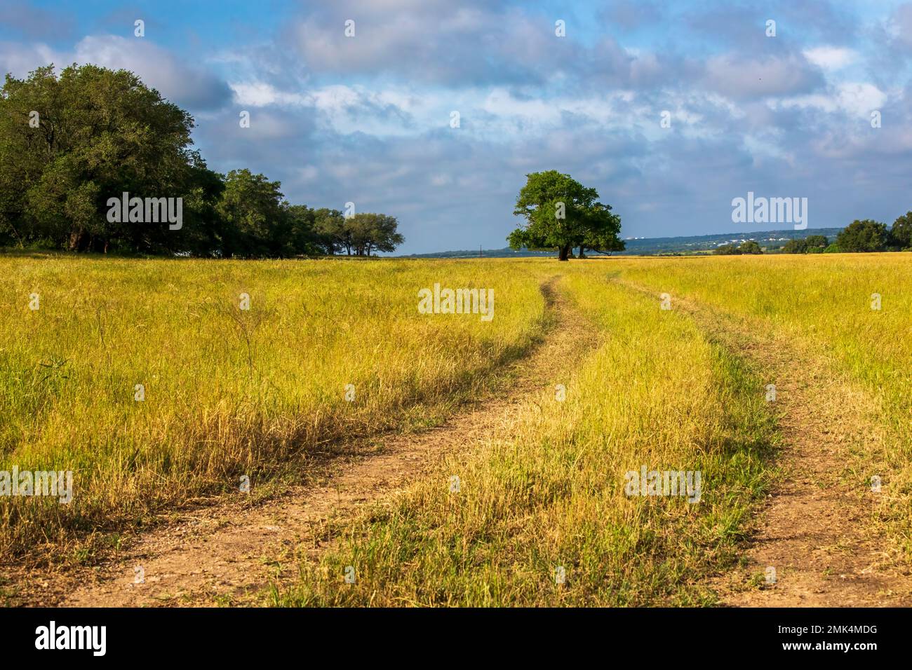 Texas wildflowers yellow and blue Stock Photo Alamy