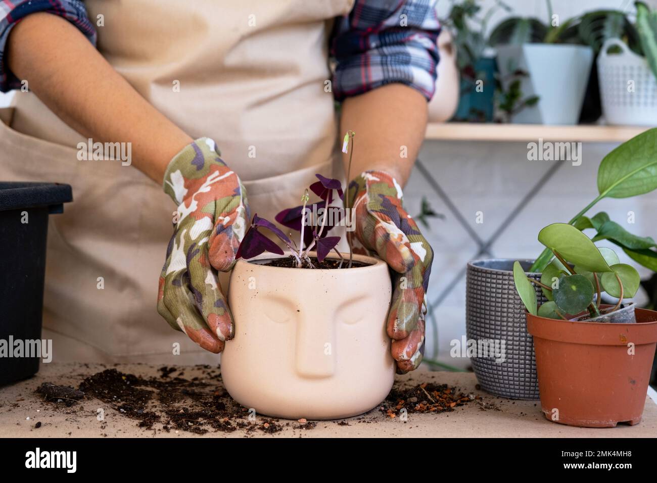 Transplanting a home plant into a new pot. Replanting philodendron, exotic plants, Caring and reproduction for a potted plant, hands close-up Stock Photo