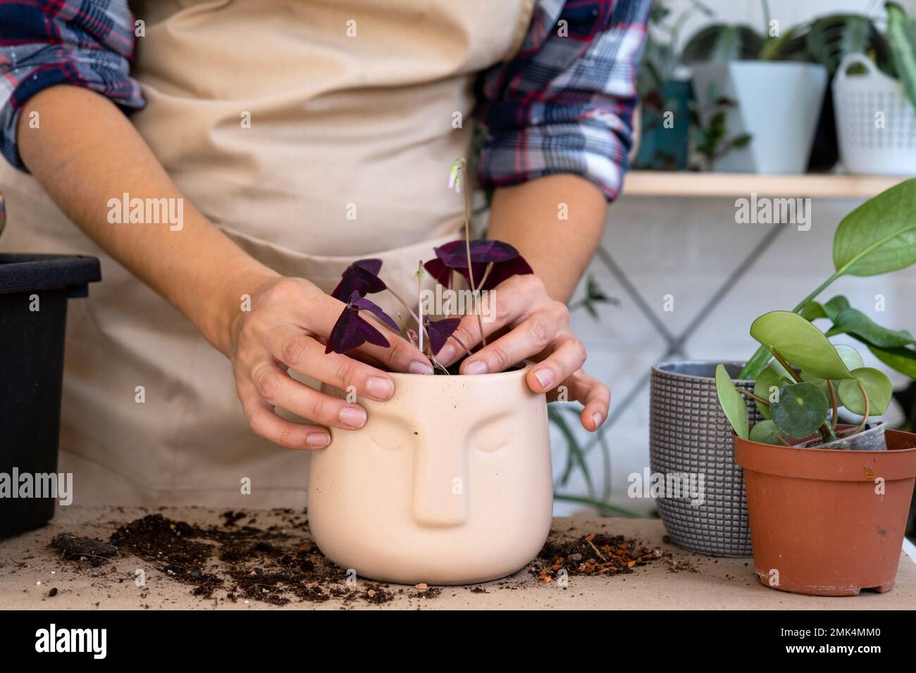 Transplanting a home plant into a new pot. Replanting philodendron, exotic plants, Caring and reproduction for a potted plant, hands close-up Stock Photo