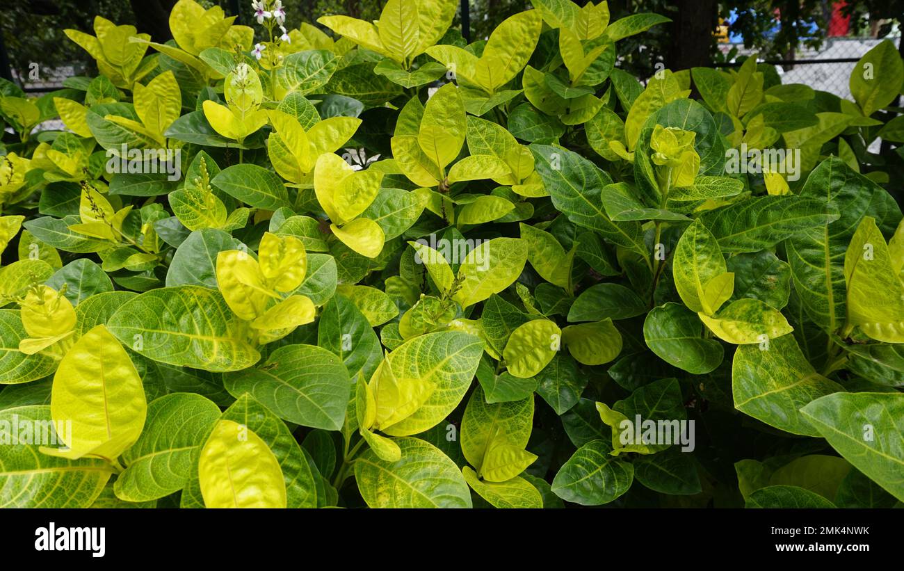 Closeup of fresh green lush leaves of Pseuderanthemum carruthersii known as Carruthers falseface. Decorative garden plant. Background wallpaper. Stock Photo