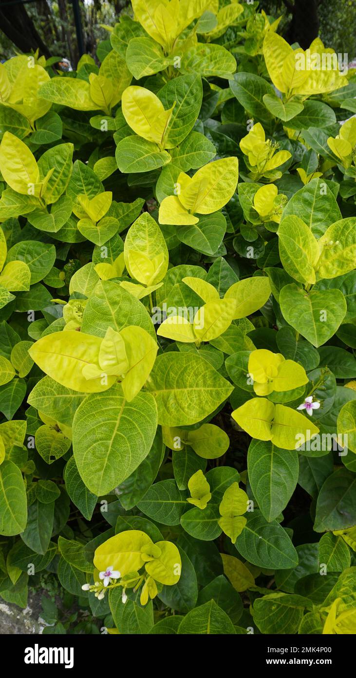 Closeup of fresh green lush leaves of Pseuderanthemum carruthersii known as Carruthers falseface. Decorative garden plant. Background wallpaper. Stock Photo