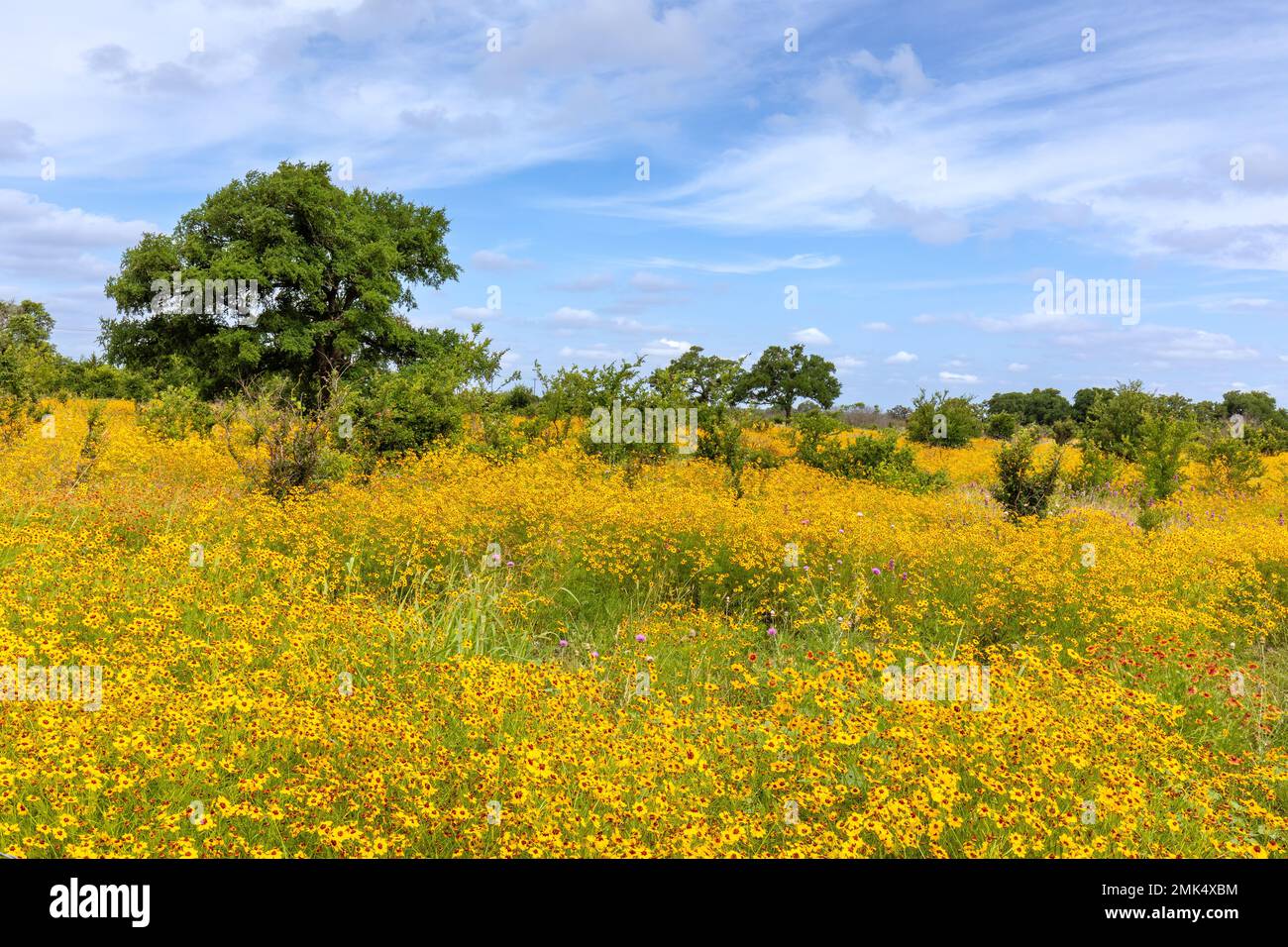 Texas wildflowers Stock Photo