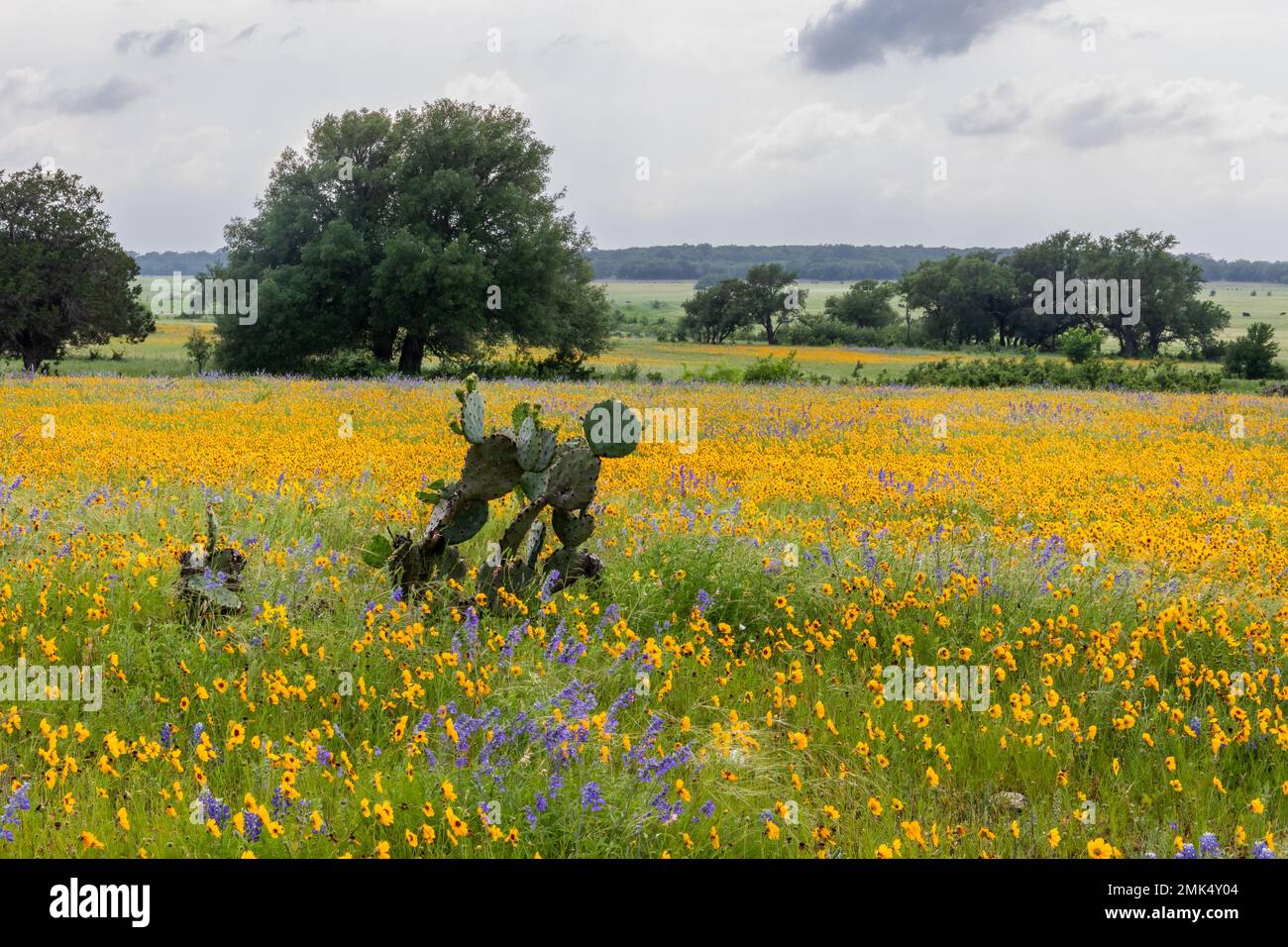 Texas wildflowers Stock Photo