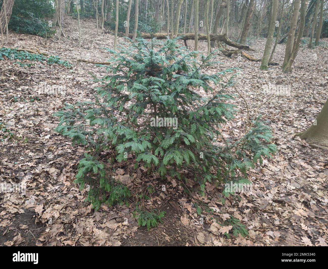 Young specimen of a Yew tree (Taxus baccata) growing in the shade below