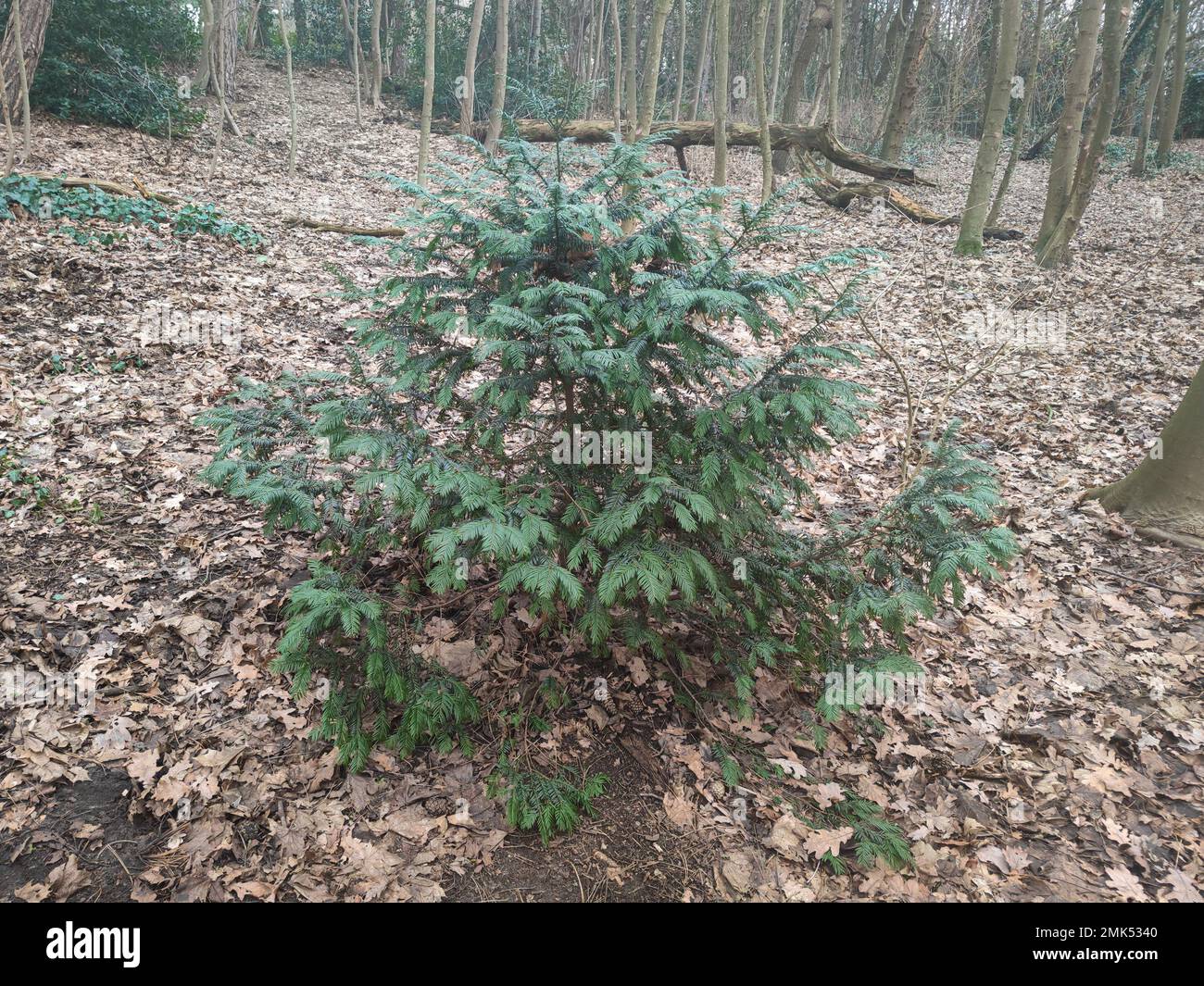 Young specimen of a Yew tree (Taxus baccata) growing in the shade below other trees in a forest Stock Photo