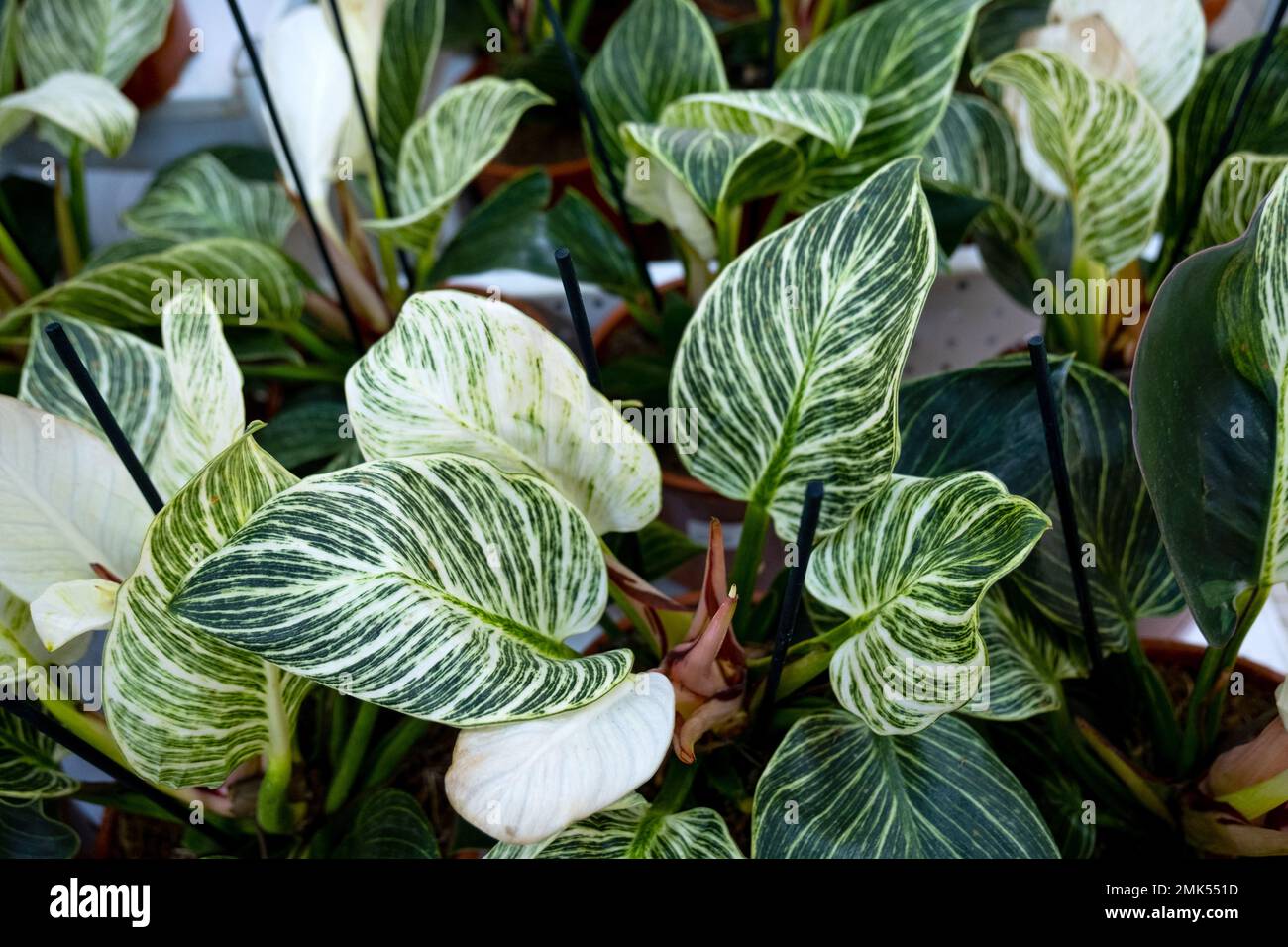 many pots of the home plant philodendron Birkin on the shelf of the