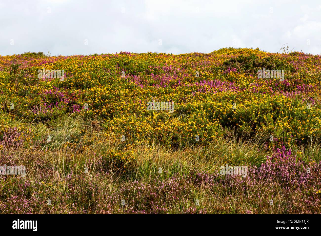 View of heather, gorse and long grasses on Exmoor, UK Stock Photo