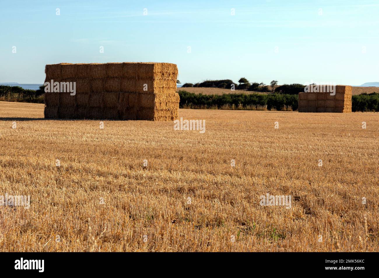 Straw bales stacked in a dried out field near East Quantoxhead, during the drought of August 2022, UK Stock Photo