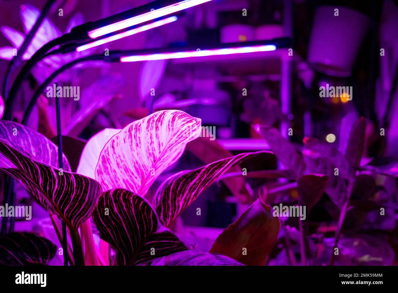 Growing indoor plants with artificial lighting with an ultraviolet lamp