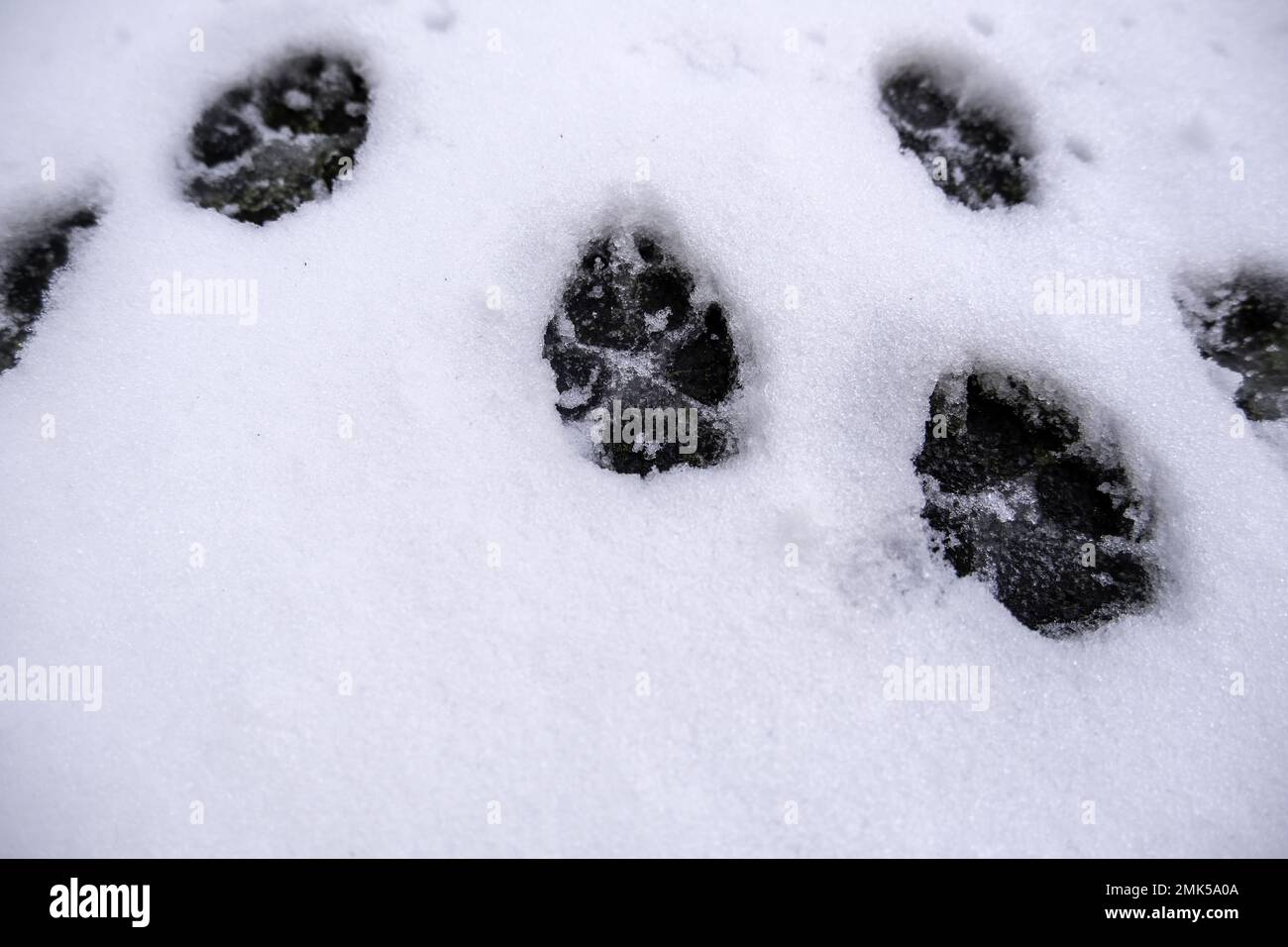 Animal footprints on ground with snow and ice, winter Stock Photo