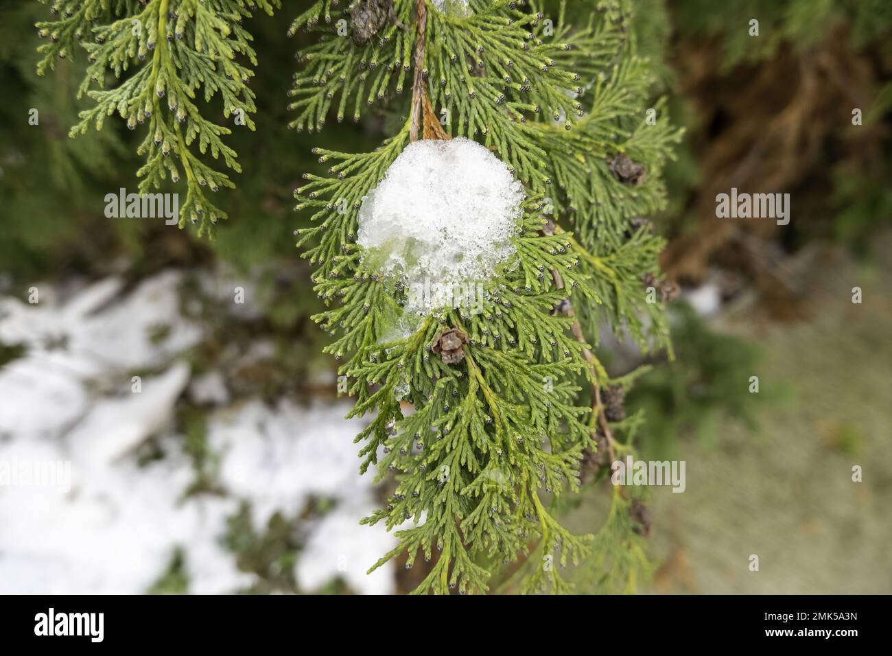 Pine leaves with snow, nature and trees, winter Stock Photo