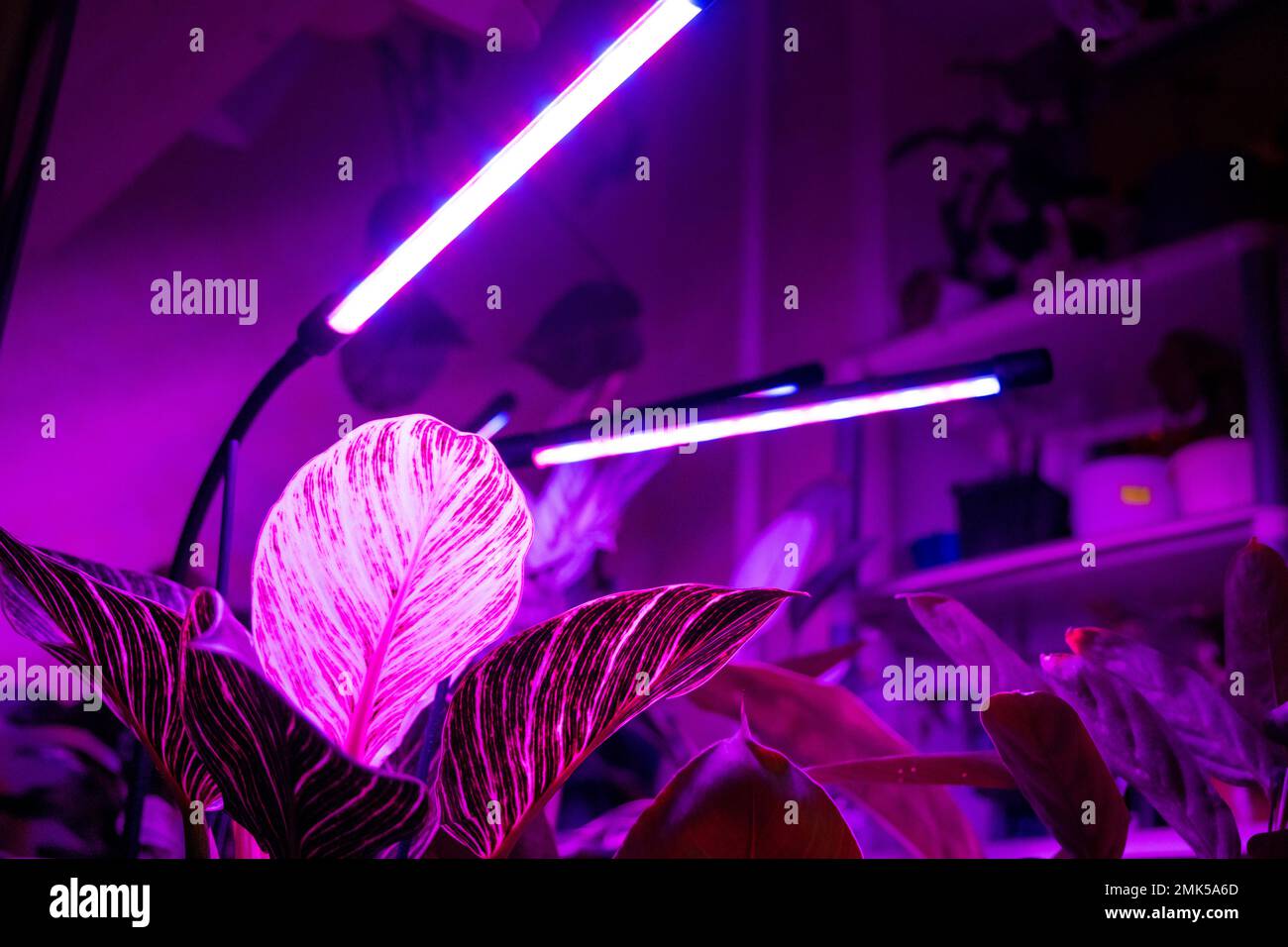 Growing indoor plants with artificial lighting with an ultraviolet lamp Stock Photo Alamy