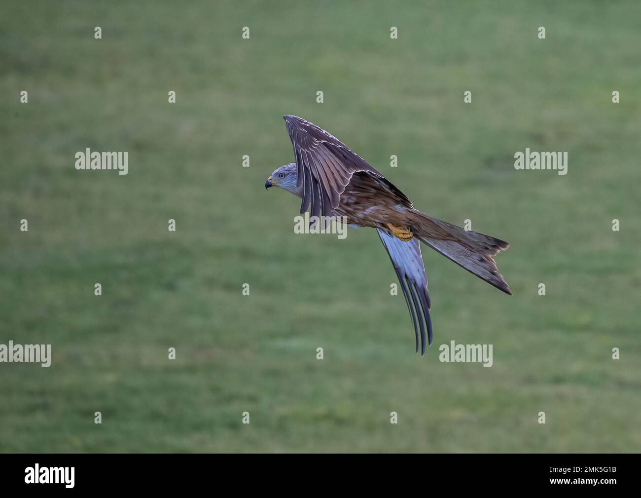 A spectacular Red Kite ( Milvus milvus ) in action . Caught in flight