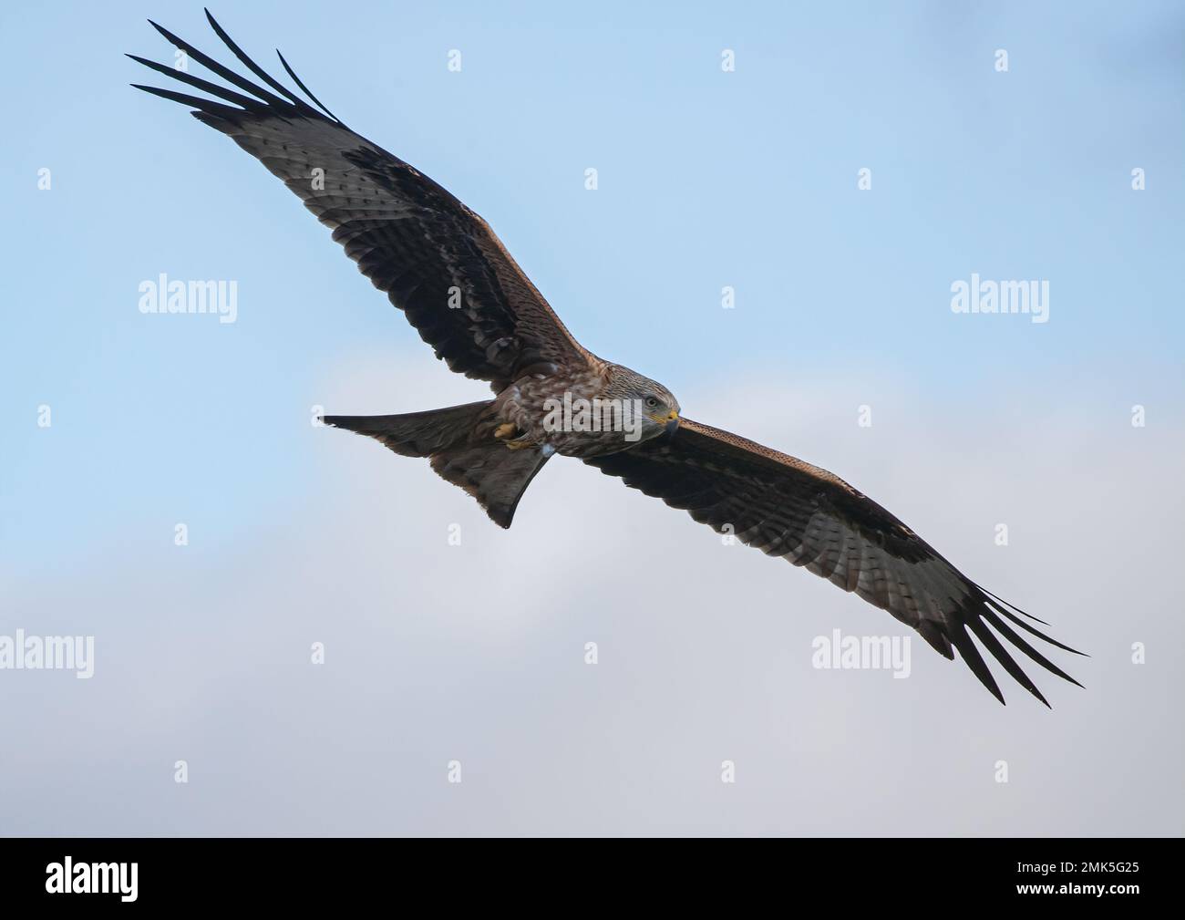 Close up of a colourful Red Kite (Milvus milvus) in flight in a clear