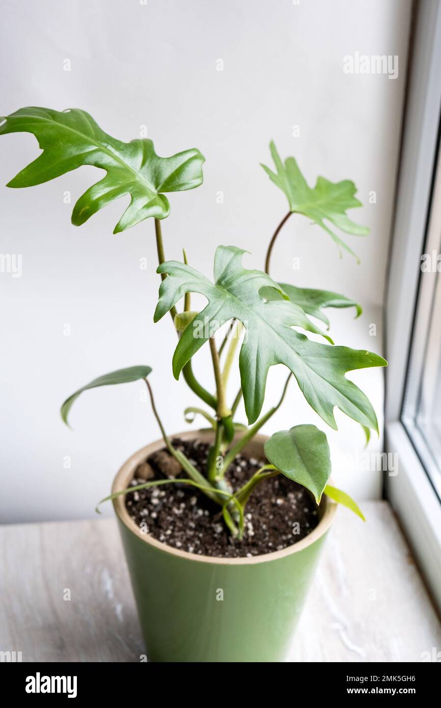 Philodendron Mayo in the interior of the house. Carved leaves of a