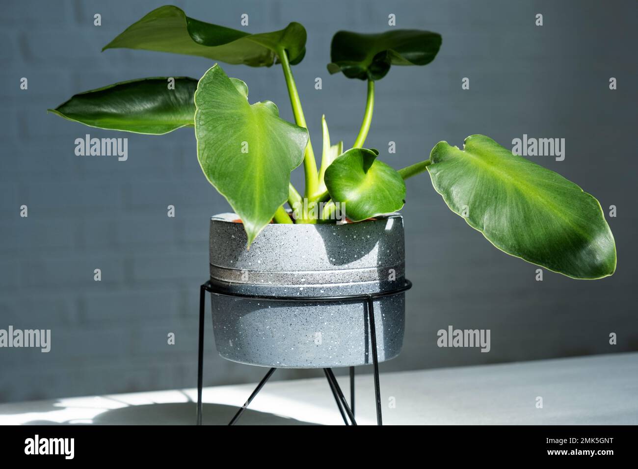 pothos indoor Jade Pothos in Hanging Basket, Epipremnum Aureum Jade main image 1