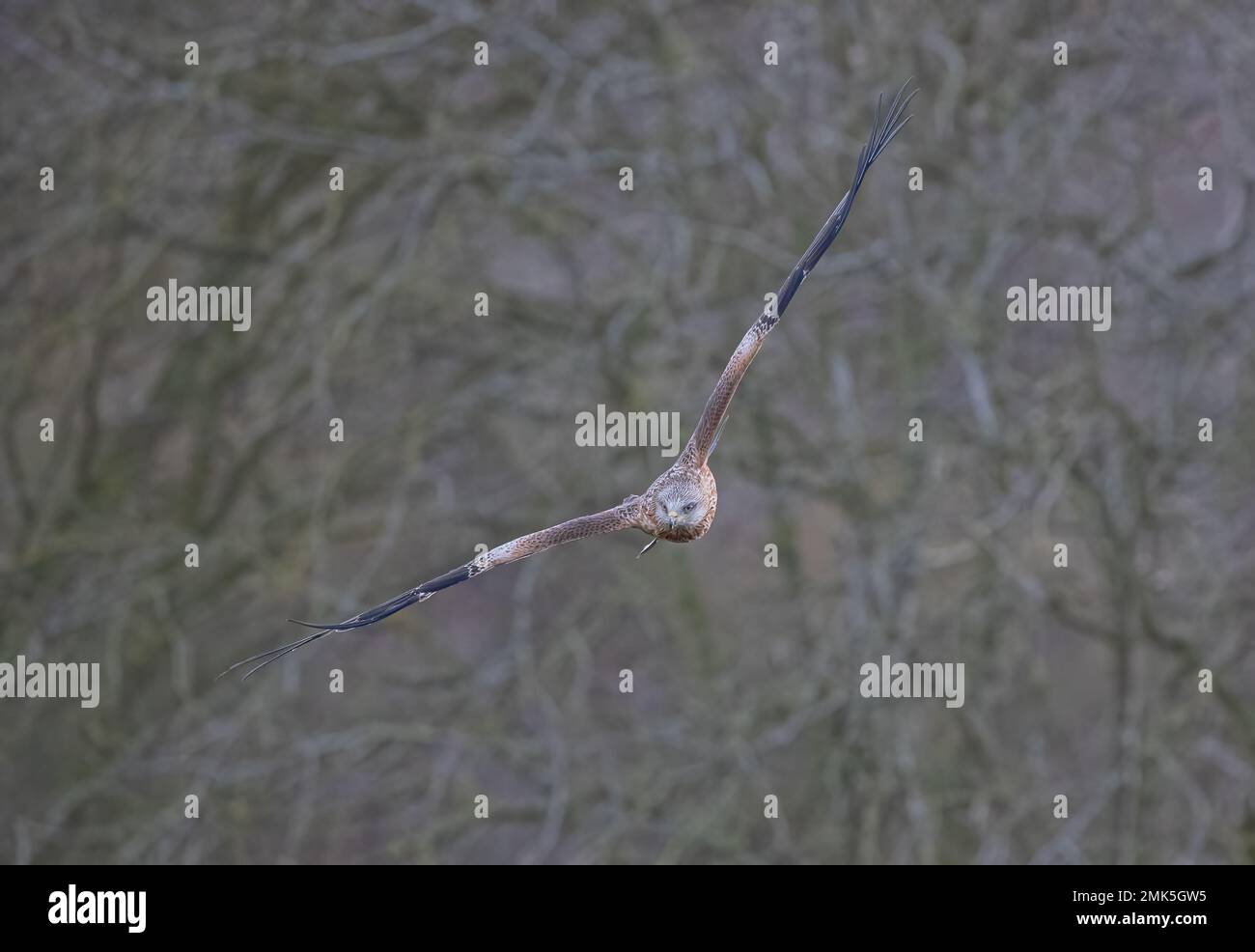 Close up of a Red Kite (Milvus milvus) showing off it's agile flying