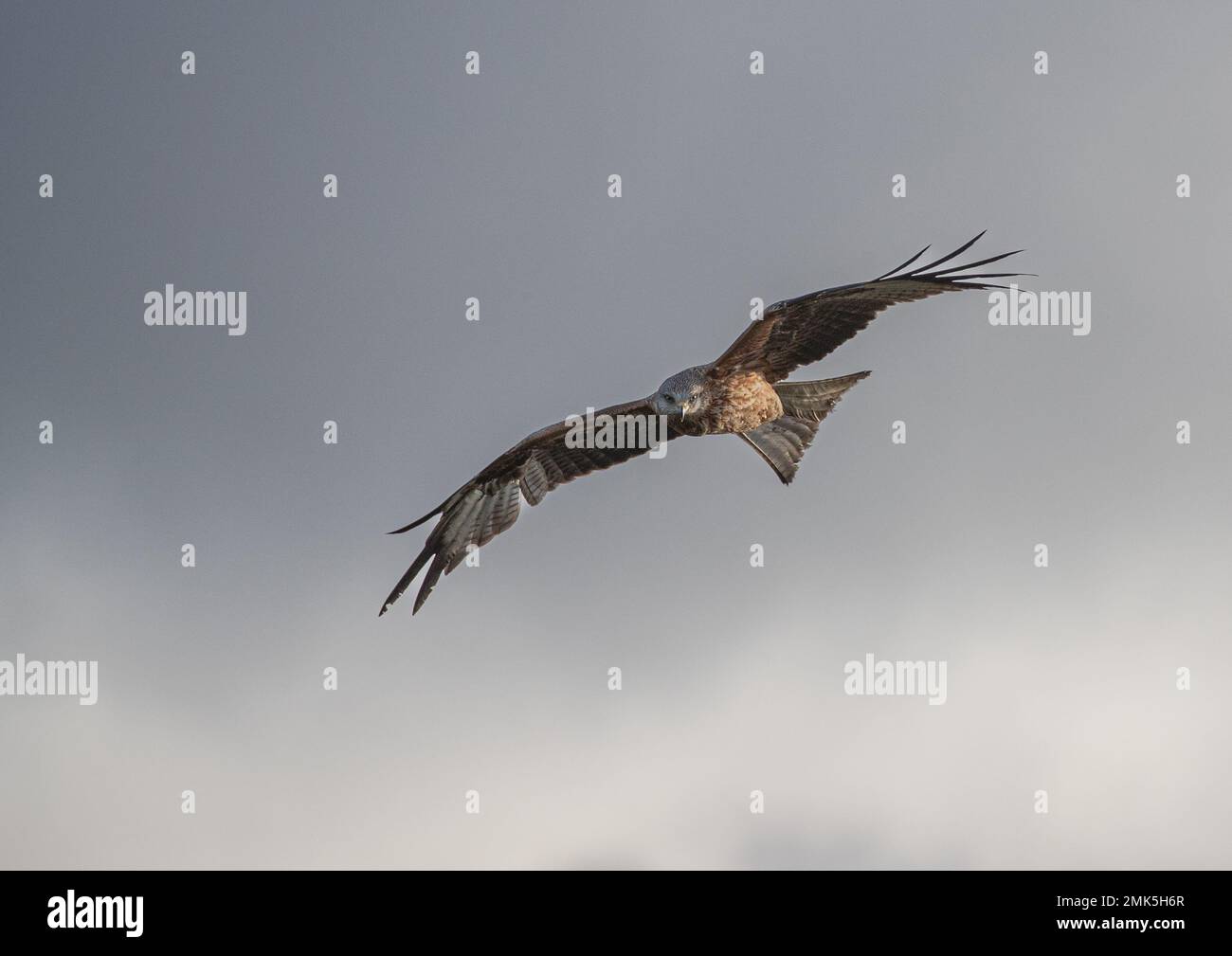 Atmosperic shot of a colourful Red Kite (Milvus milvus) soaring in a stormy sky sky . Brought back from the brink of extinction in the UK . Suffolk Stock Photo