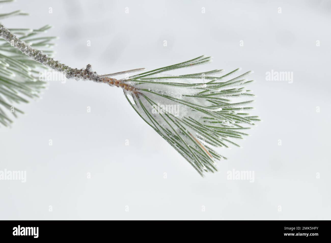 twig needles pine tree covered by snow on white background in Sicily ...