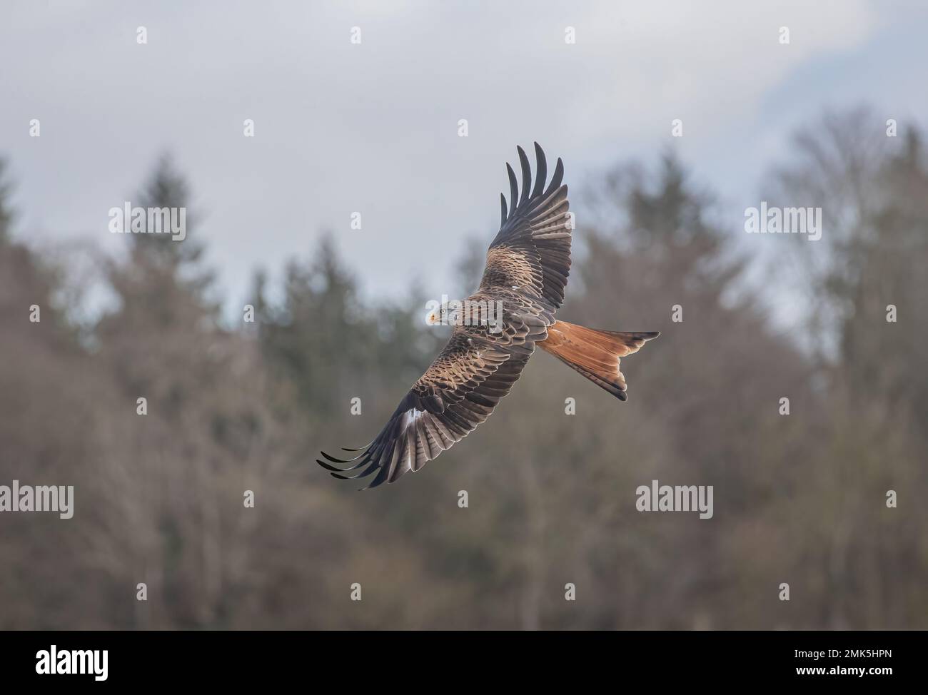 Close up of a Red Kite (Milvus milvus) showing it's colours and soaring