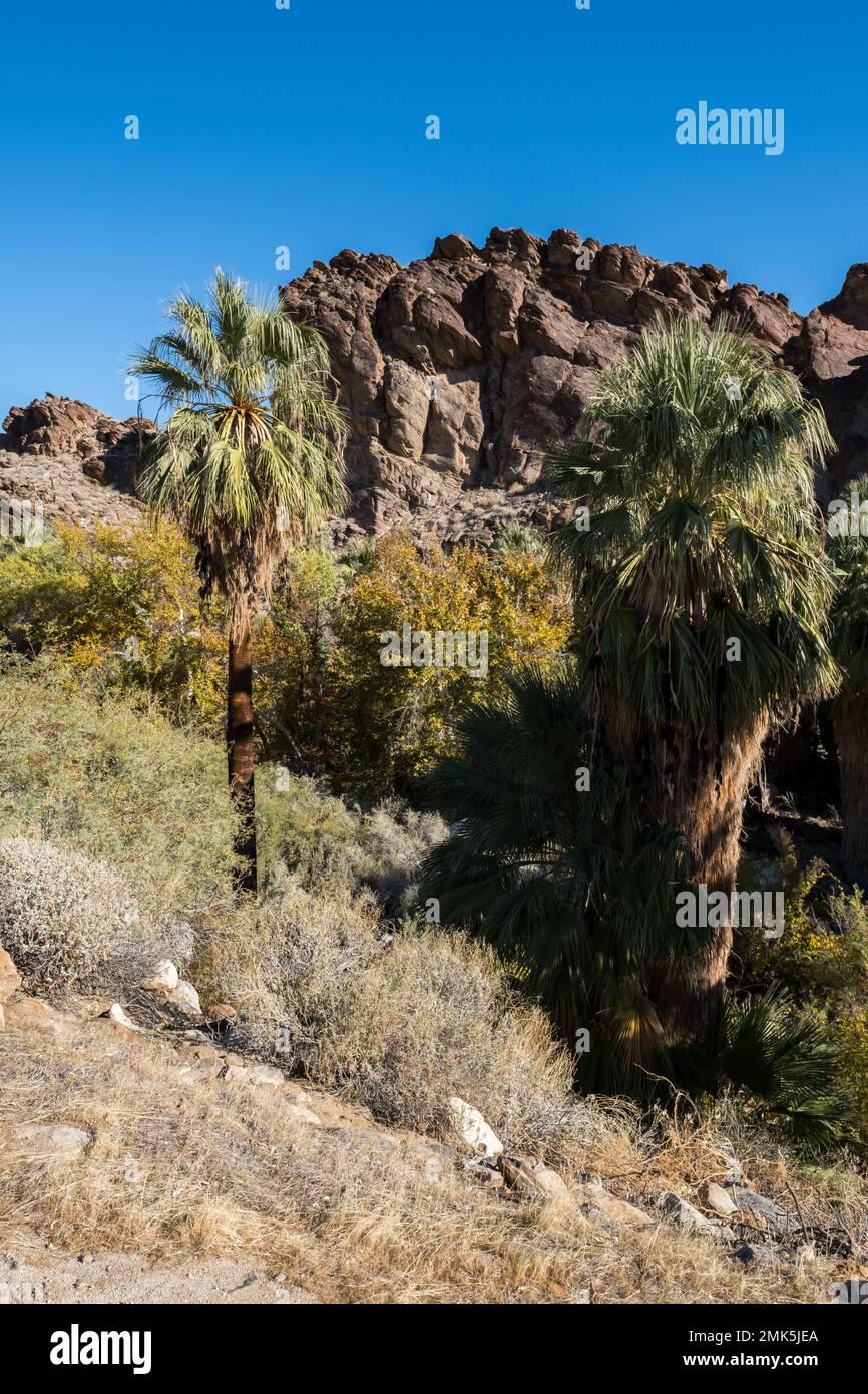 Indian canyon palm desert tree hi-res stock photography and images - Alamy