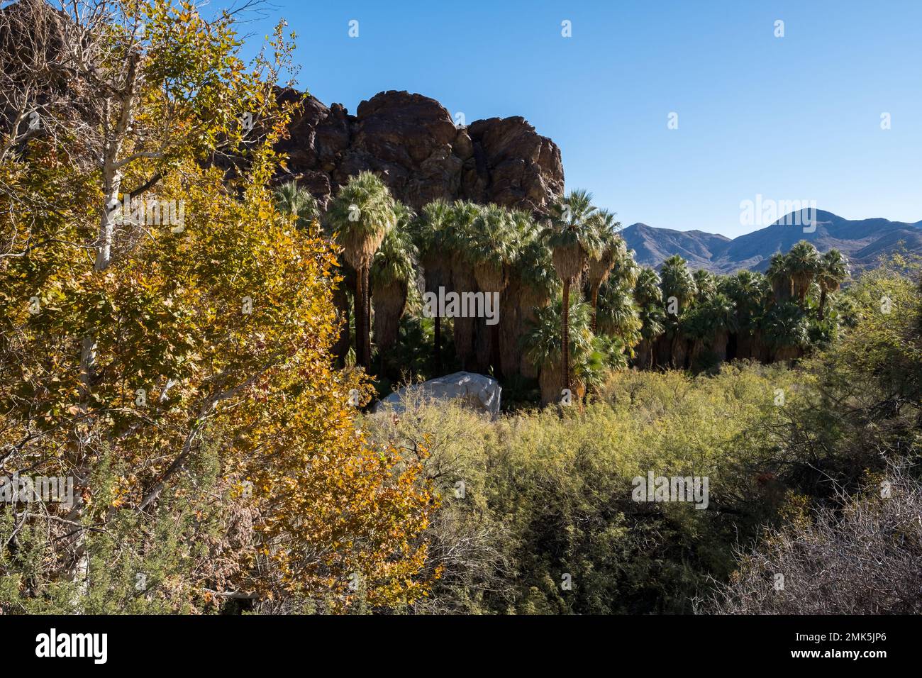 Indian canyon palm desert tree hi-res stock photography and images - Alamy