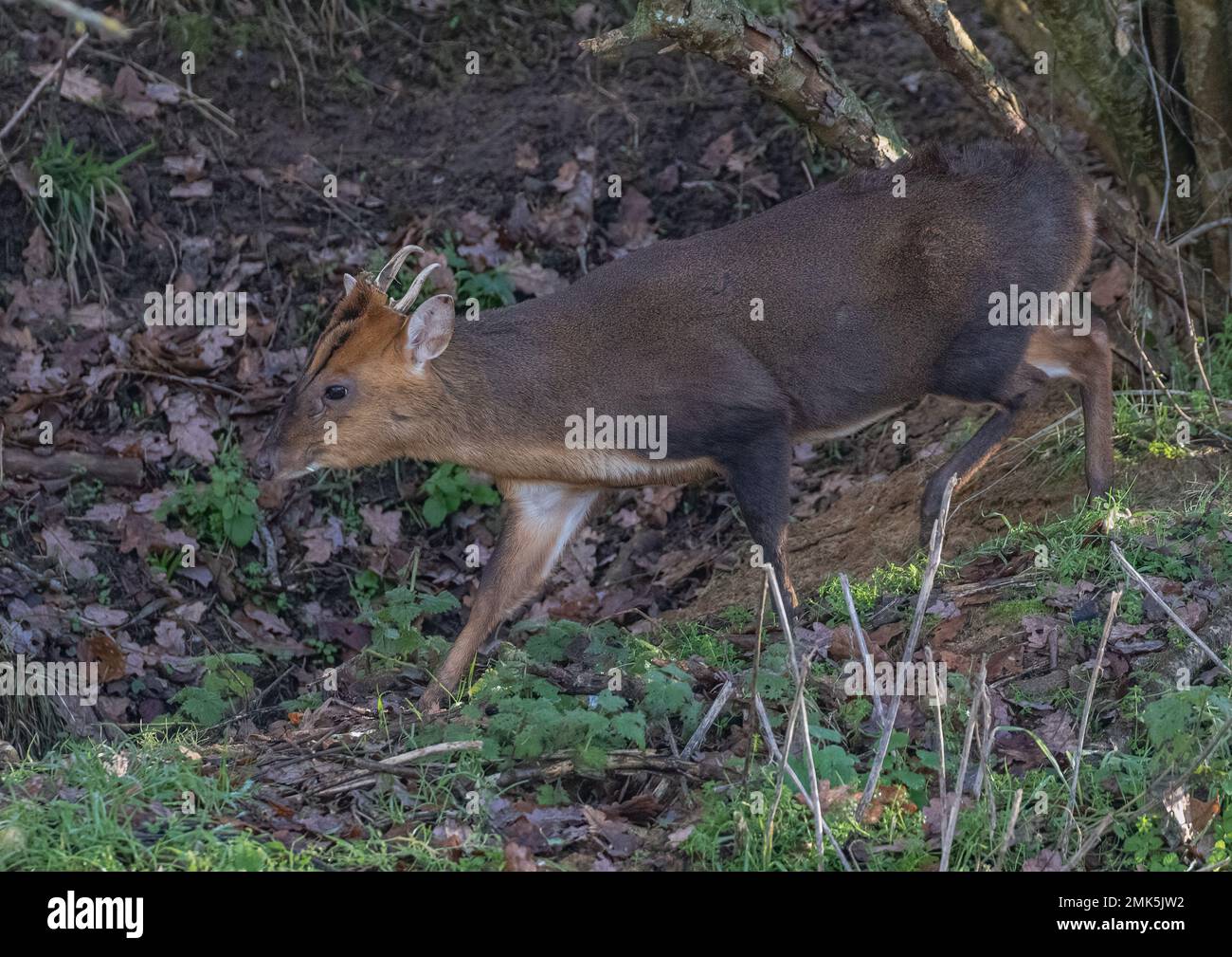 A cheeky male Reeves's muntjac ( Muntiacus reevesi ) walking through some woodland in his natural environment. Suffolk, UK Stock Photo