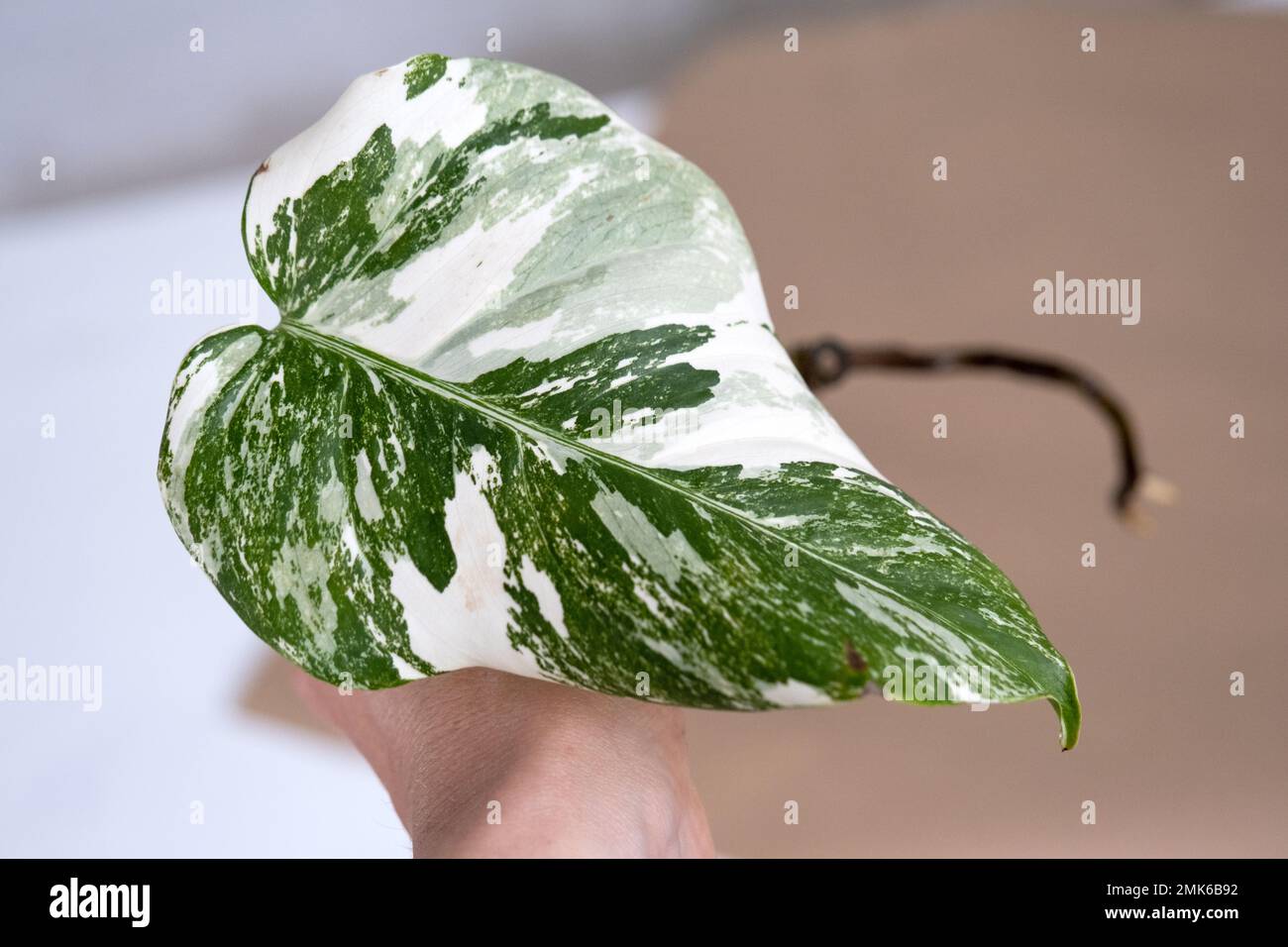 Rooted sprout of philodendron Monstera Alba for potting. Propagation of  domestic plants, cuttings and cultivation Stock Photo - Alamy
