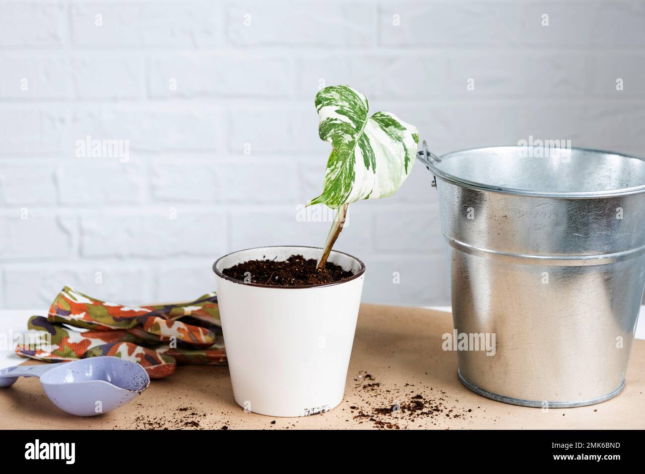 philodendron white wave birkin Buy Philodendron Birkin 'White Wave'
