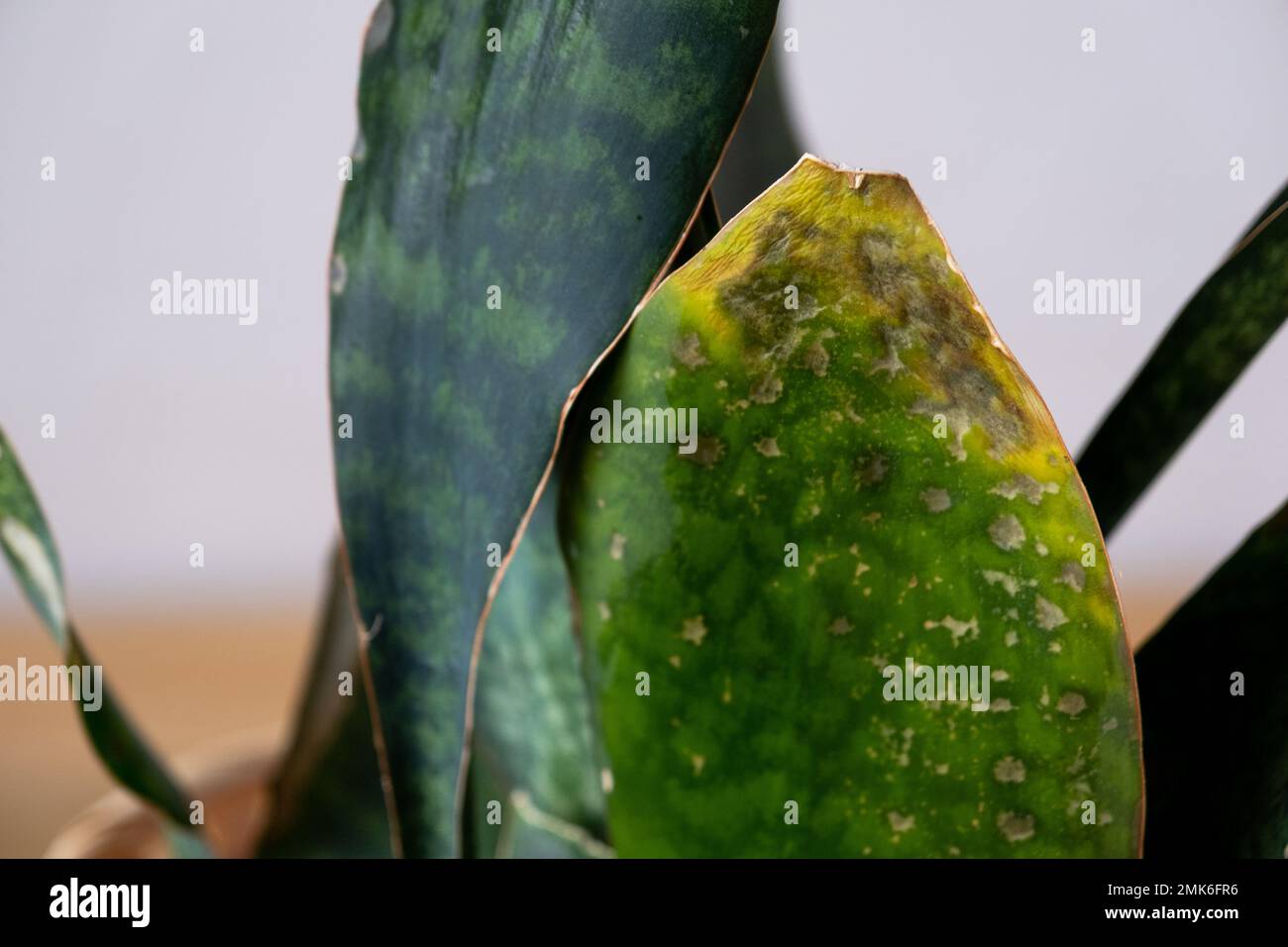 Problems of growing sansevieria, fungus on leaves, infection, yellow leaves, root rot. Plant rescue, treatment of diseases of potted plants. Stock Photo