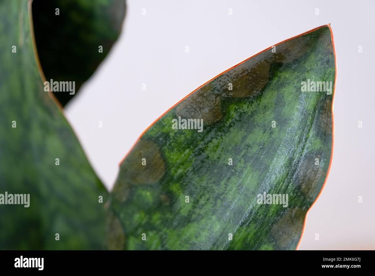 Problems of growing sansevieria, fungus on leaves, infection, yellow leaves, root rot. Plant rescue, treatment of diseases of potted plants. Stock Photo