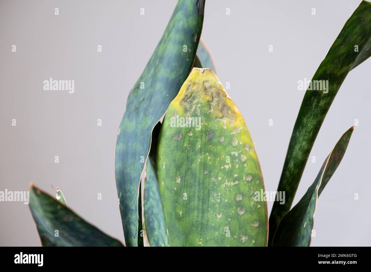 Problems of growing sansevieria, fungus on leaves, infection, yellow leaves, root rot. Plant rescue, treatment of diseases of potted plants. Stock Photo
