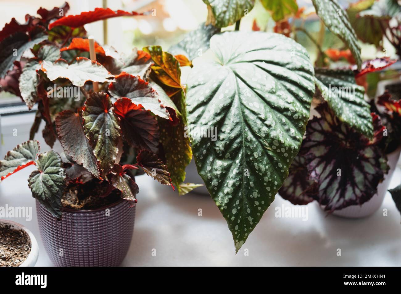 Home potted plant begonia decorative deciduous in the interior of the house. Hobbies in growing, caring for plants, greenhome, gardening at home. Stock Photo