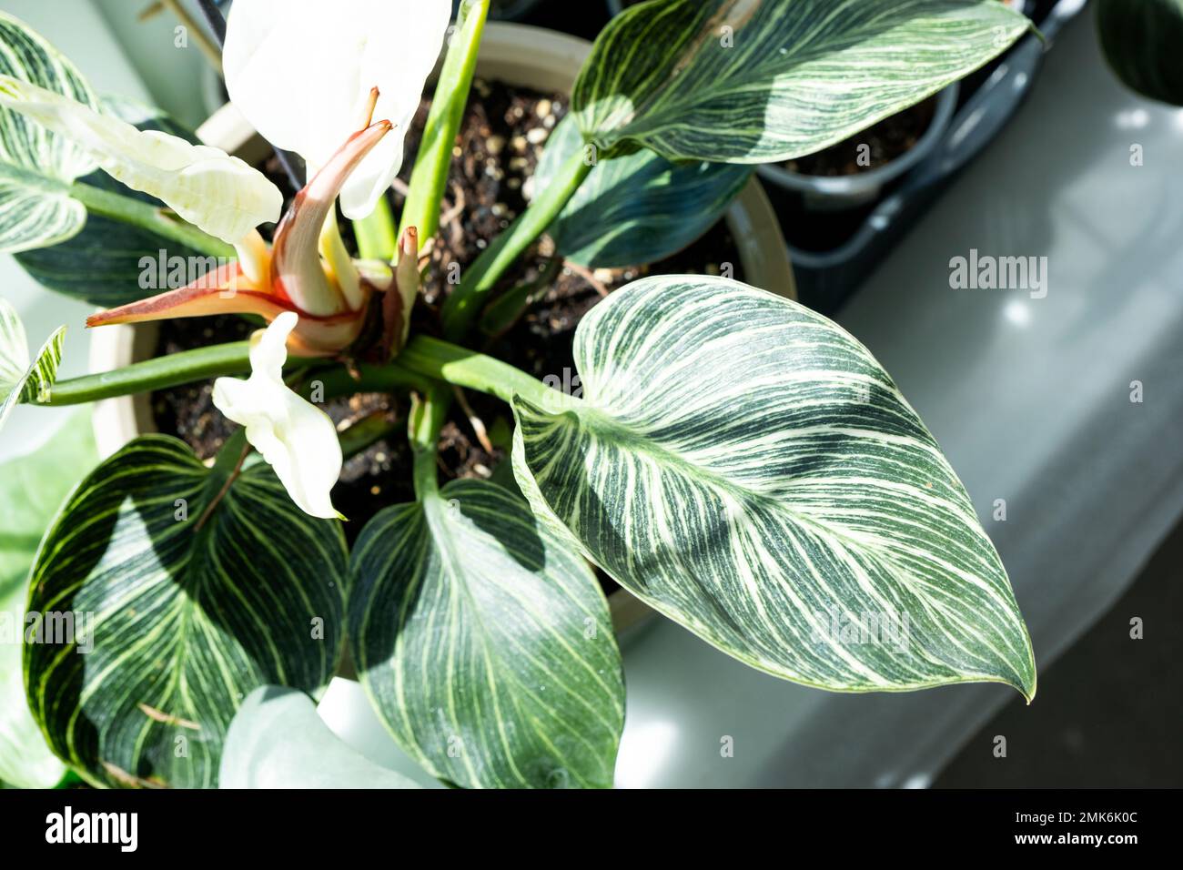 hosta plant Spring Hill Nurseries Variegated Foliage Perennial Patriot Hosta Live Bareroot Plant